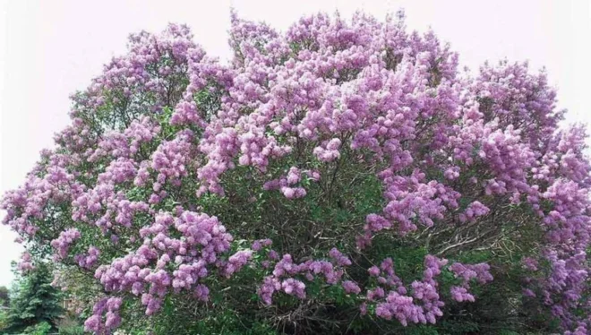 Five (5) Jumbo Sized Bare Root Lilac Starts