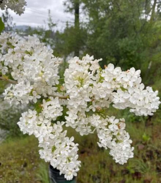 Bare Root Lilac Bush Purple and White with planting instructions