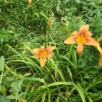 Day/Ditch Lily Bare Roots (100) Orange FREE SHIPPING