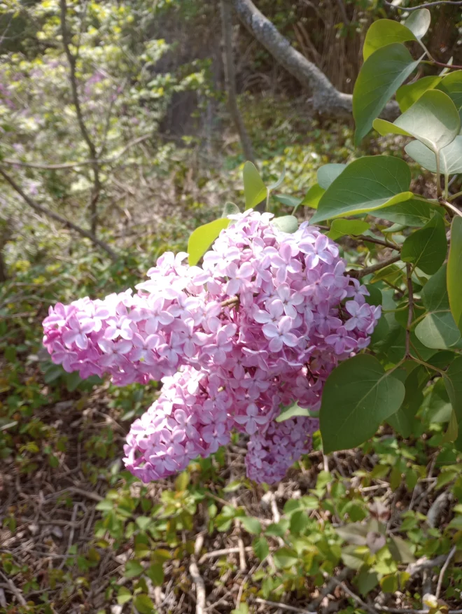 Bare Root Lilac Bush 100 Purple or White any combo - Image 2