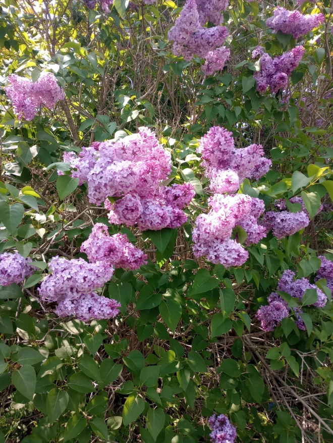 Jumbo Sized White Bare Root Lilac Starts - Image 2