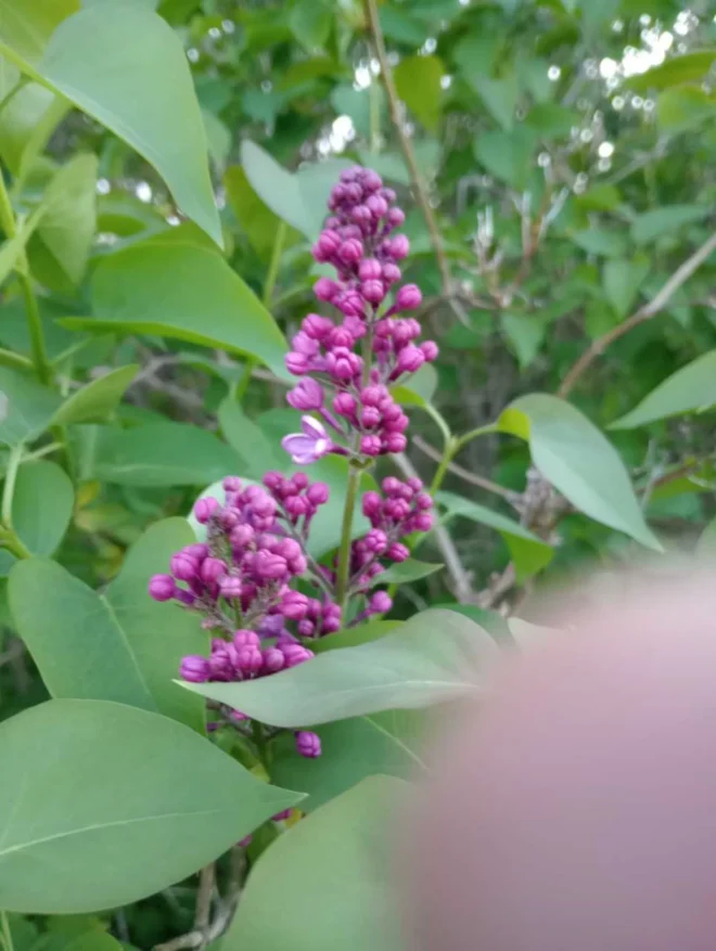 Bare Root Lilac Bush Five (5) Purple with planting instructions