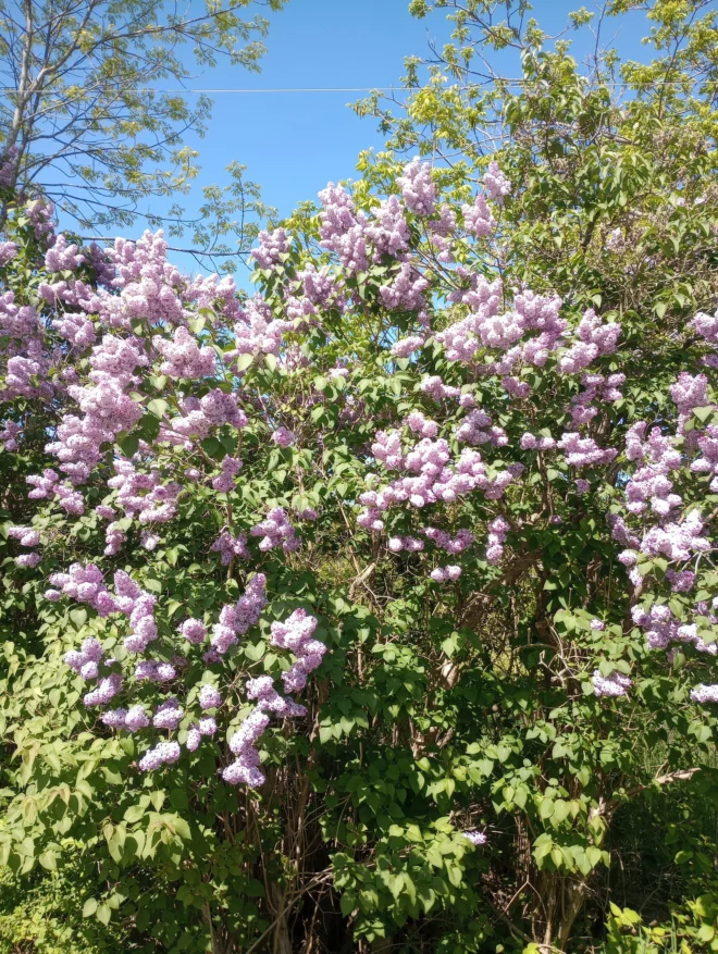 Bare Root Lilac Bush 100 Purple or White any combo - Image 4