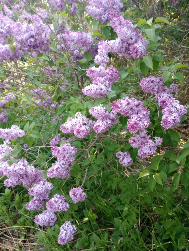 Bare Root Lilac Bush 100 Purple or White any combo - Image 3