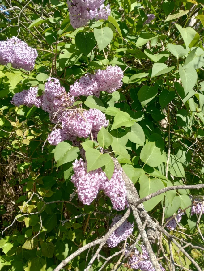 Jumbo Sized White Bare Root Lilac Starts - Image 4