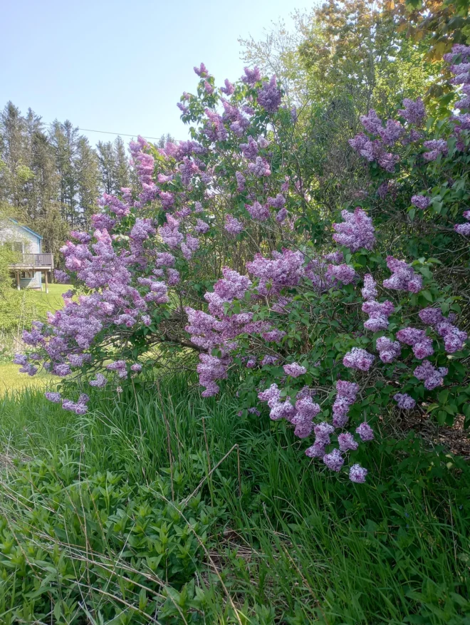 Jumbo Sized White Bare Root Lilac Starts - Image 3