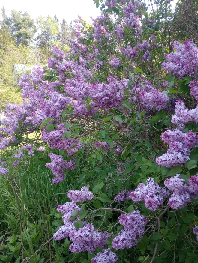 Bare Root Lilac Bush Purple and White with planting instructions - Image 2