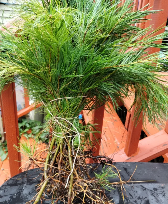 10 White Pine Bare Root Seedlings from Maine