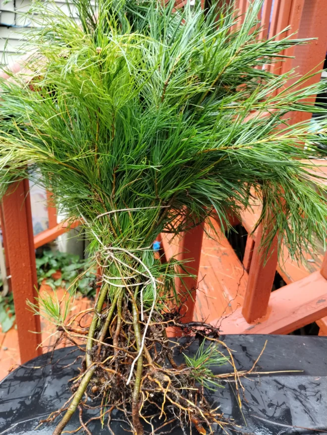 10 White Pine Bare Root Seedlings from Maine