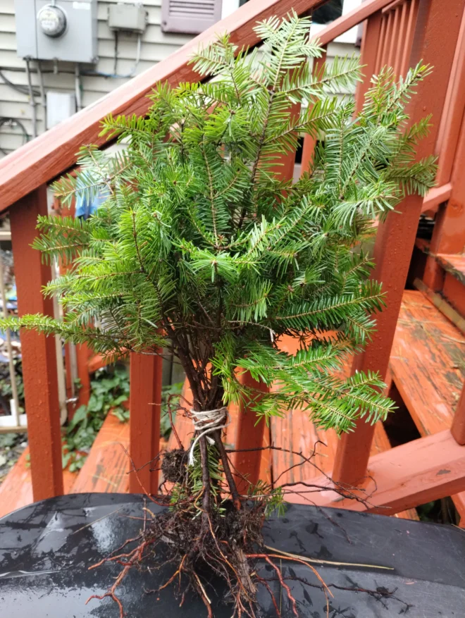 Balsam Fir Bare Root Seedlings from Maine XMAS Trees starters