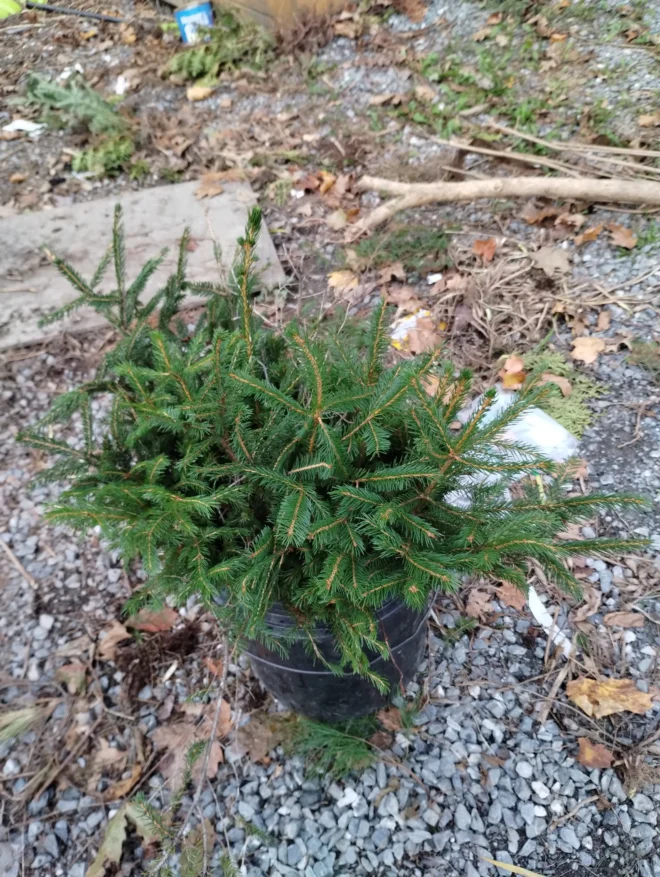 Red Spruce Tree Seedlings from Maine - Image 2