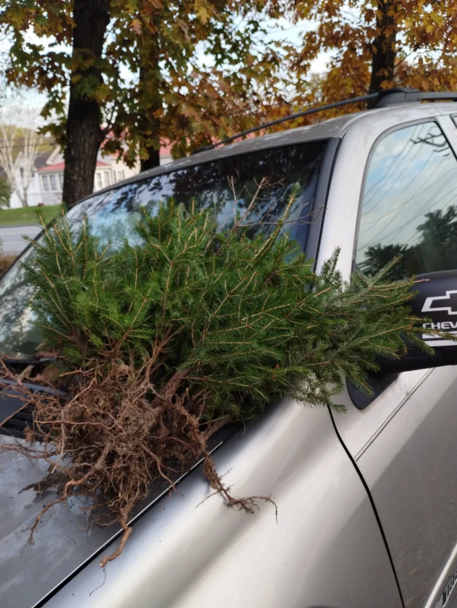 Red Spruce Tree Seedlings from Maine