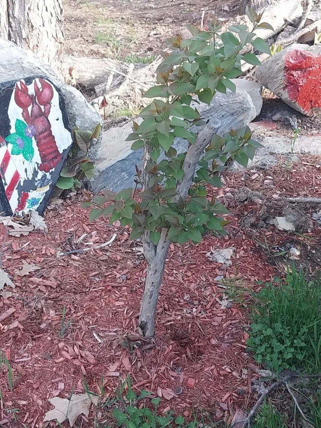 Five (5) Jumbo Sized Bare Root Lilac Starts - Image 5