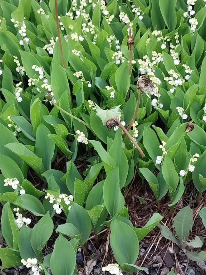 Lily of the Valley Bare Root Plants